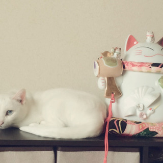 【お取引き決定】道楽堂本舗✴︎猫舎　招福だるまバンク（大）の画像