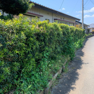 まきの木 抜根 庭木 植木 もらってください 生垣