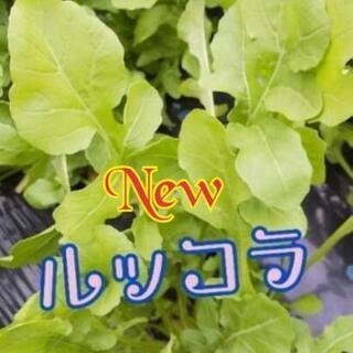ルッコラ ルッコラ【よねベジ】