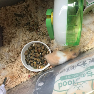 生後1〜２ヶ月程度のハムスターの赤ちゃん達の里親を募集します。キ...