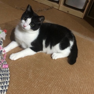 ○里親募集中○