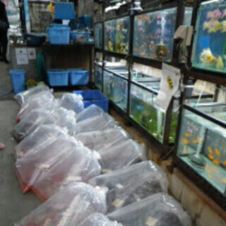 【来たれ！金魚好き！2月下旬から！】金魚問屋でアルバイト。社員登...