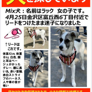迷子犬を探しています