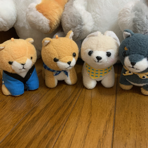 飼い主募集中★豆しば三兄弟★36匹★