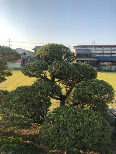 庭木を格安で！