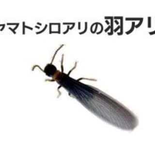 ヤマトシロアリ
