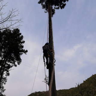 空師です、木の伐採お任せください！