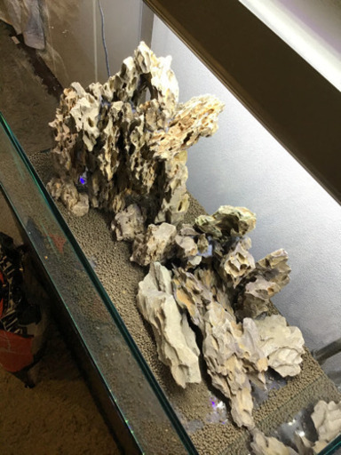 GW限定水槽セット