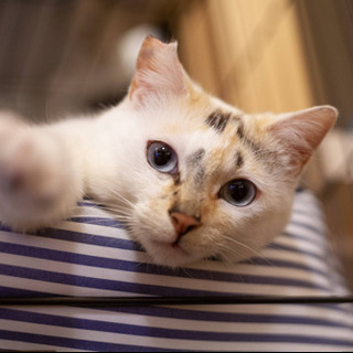 クリーム三毛猫問い合わせ多数ありがとうございます里親一旦募集停止します