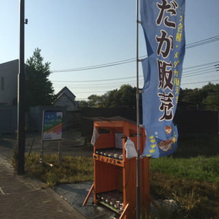 めだか無人販売所 里山公園前  黒ラメレインボー プラチナ牡丹 ...