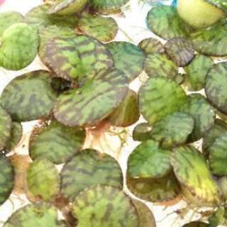 ★メダカの飼育に★水草 ドワーフフロッグビット【10株 １００円】浮草（ビオトープ）水辺植物 浮草（無農薬）アクアリウム・ビオトープ・熱帯魚水槽・金魚鉢・金魚池・メダカの飼育用におすすめの画像