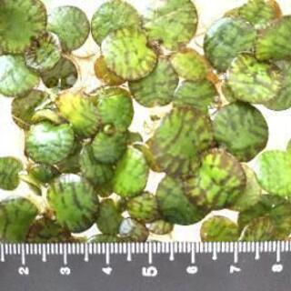 ★メダカの飼育に★水草 ドワーフフロッグビット【10株 １００円】浮草（ビオトープ）水辺植物 浮草（無農薬）アクアリウム・ビオトープ・熱帯魚水槽・金魚鉢・金魚池・メダカの飼育用におすすめの画像