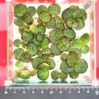 ★メダカの飼育に★水草 ドワーフフロッグビット【10株 １００円】浮草（ビオトープ）水辺植物 浮草（無農薬）アクアリウム・ビオトープ・熱帯魚水槽・金魚鉢・金魚池・メダカの飼育用におすすめの画像
