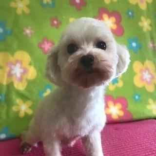 【マルチーズ/ 女の子/ 5才】お問い合わせ多数のため、募集停止...