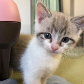 ピンクのお鼻ブルーの瞳男の子