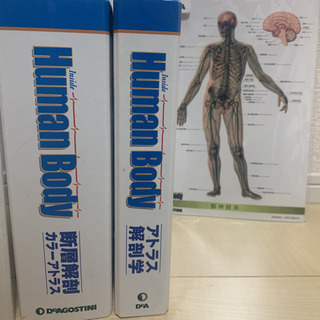 DeAGOSTINI Human Body全号 カラー人体解剖学　セットの画像