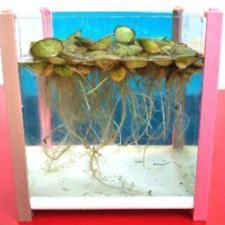 ★メダカの飼育に★水草 ドワーフフロッグビット【10株 １００円】浮草（ビオトープ）水辺植物 浮草（無農薬）アクアリウム・ビオトープ・熱帯魚水槽・金魚鉢・金魚池・メダカの飼育用におすすめの画像