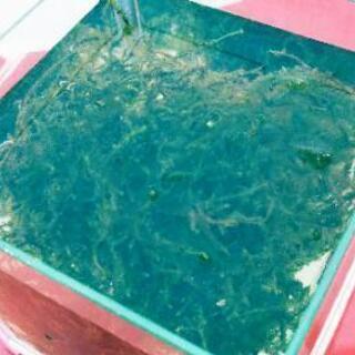 ★メダカの飼育に★水草 ウィローモス【１カップ ３００ml ２００円】水辺植物 水性コケ（無農薬）アクアリウム・ビオトープ・アクアテラリウム・熱帯魚水槽・金魚鉢・金魚池・めだかの飼育用におすすめの水草の画像