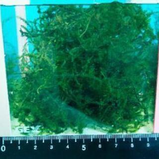★メダカの飼育に★水草 ウィローモス【１カップ ３００ml ２００円】水辺植物 水性コケ（無農薬）アクアリウム・ビオトープ・アクアテラリウム・熱帯魚水槽・金魚鉢・金魚池・めだかの飼育用におすすめの水草の画像
