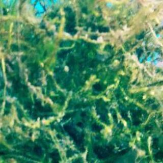 ★メダカの飼育に★水草 ウィローモス【１カップ ３００ml ２００円】水辺植物 水性コケ（無農薬）アクアリウム・ビオトープ・アクアテラリウム・熱帯魚水槽・金魚鉢・金魚池・めだかの飼育用におすすめの水草の画像