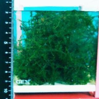 ★メダカの飼育に★水草 ウィローモス【１カップ ３００ml ２００円】水辺植物 水性コケ（無農薬）アクアリウム・ビオトープ・アクアテラリウム・熱帯魚水槽・金魚鉢・金魚池・めだかの飼育用におすすめの水草の画像