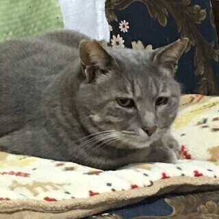 うすいグレーキジがきれいなグレ君。