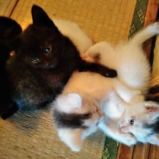 子猫3匹生後1ヶ月位