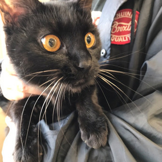 黒猫　1歳未満　メス　募集延期　追記