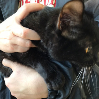 黒猫　1歳未満　メス　募集延期　追記 - 猫