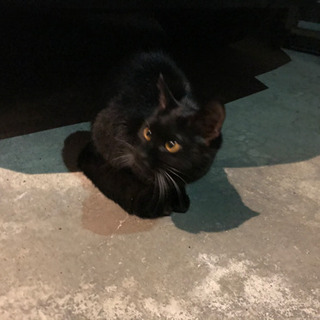 黒猫　1歳未満　メス　募集延期　追記 − 北海道