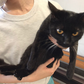 黒猫　1歳未満　メス　募集延期　追記 - 札幌市