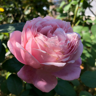 バラ苗　挿木新苗の画像