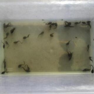 お玉じゃくし