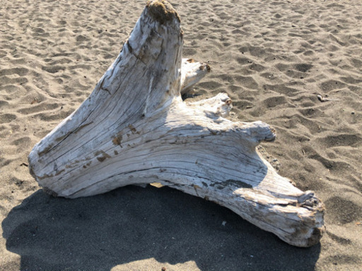 大きめの天然流木　1m インテリア向け　湘南産