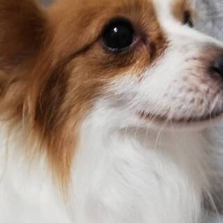 パピヨン♂里親決定