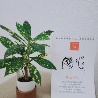 自然治癒力を高める腸ヨガの画像