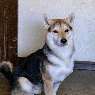 3歳　シバ犬
