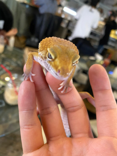 ホームジムセット