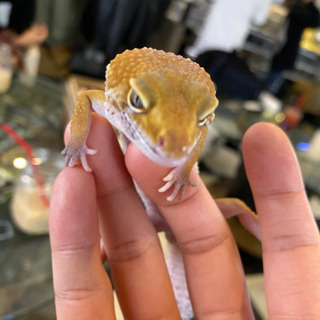 ホームジムセット