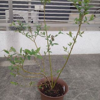ブルーベリー苗　ピンクレモネード①