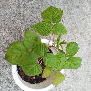 ブルーベリー苗　ピンクレモネード①の画像
