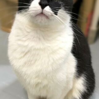 ■□▫▪甘えん坊シロクロ2歳里親さん募集中■□▪▫