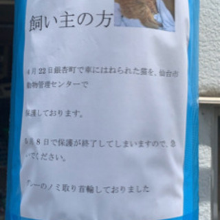 この子の飼い主さん知りませんか？💦