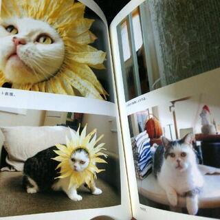 【まこという名の不思議顔の猫 】の画像