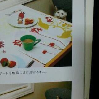 【まこという名の不思議顔の猫 】の画像