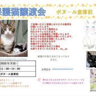 保護猫譲渡会@ボヌール倉庫前