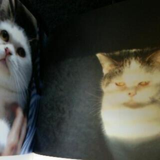 【まこという名の不思議顔の猫 】の画像