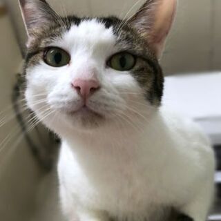 ◇◆2歳人懐っこいキジシロ里親様募集中◇◆