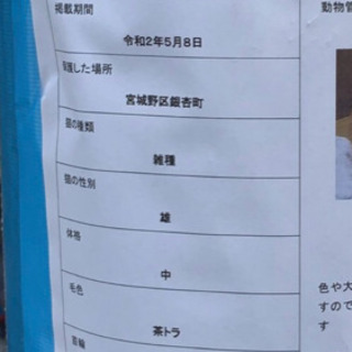 この子の飼い主さん知りませんか？💦 − 宮城県