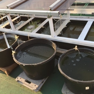 メダカ用 養殖ミジンコ  無料提供【０円】の画像